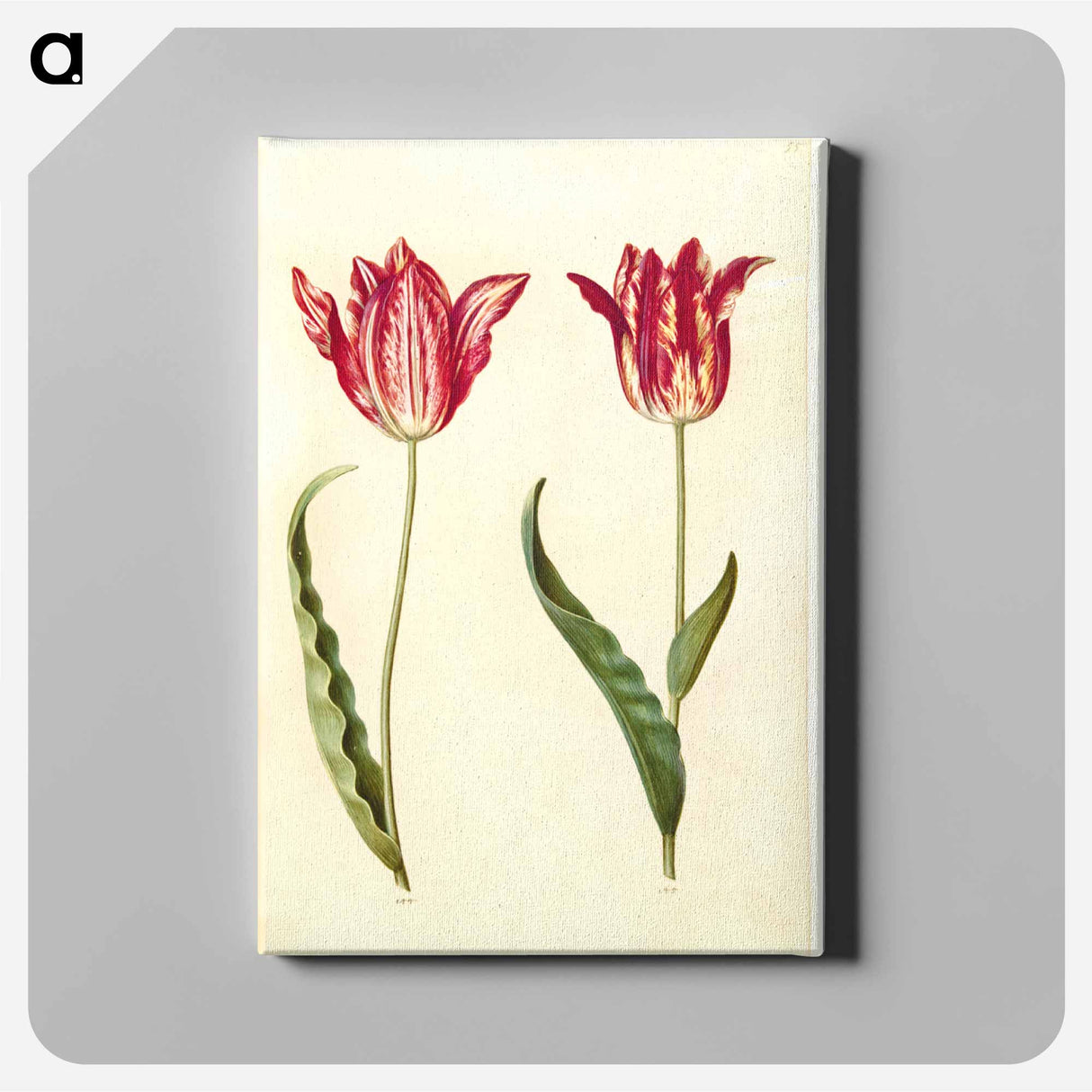 アートパネル-Tulipa gesneriana
- マリア ジビーラ メーリアン Canvas.