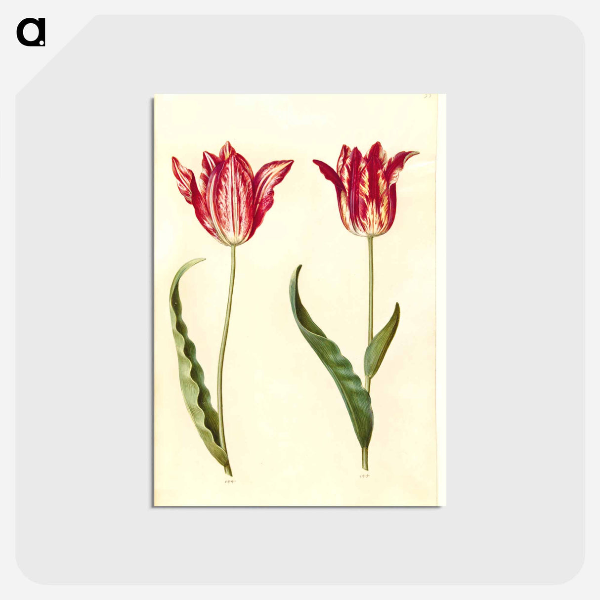アートポストカード-Tulipa gesneriana
- マリア ジビーラ メーリアン Postcard.