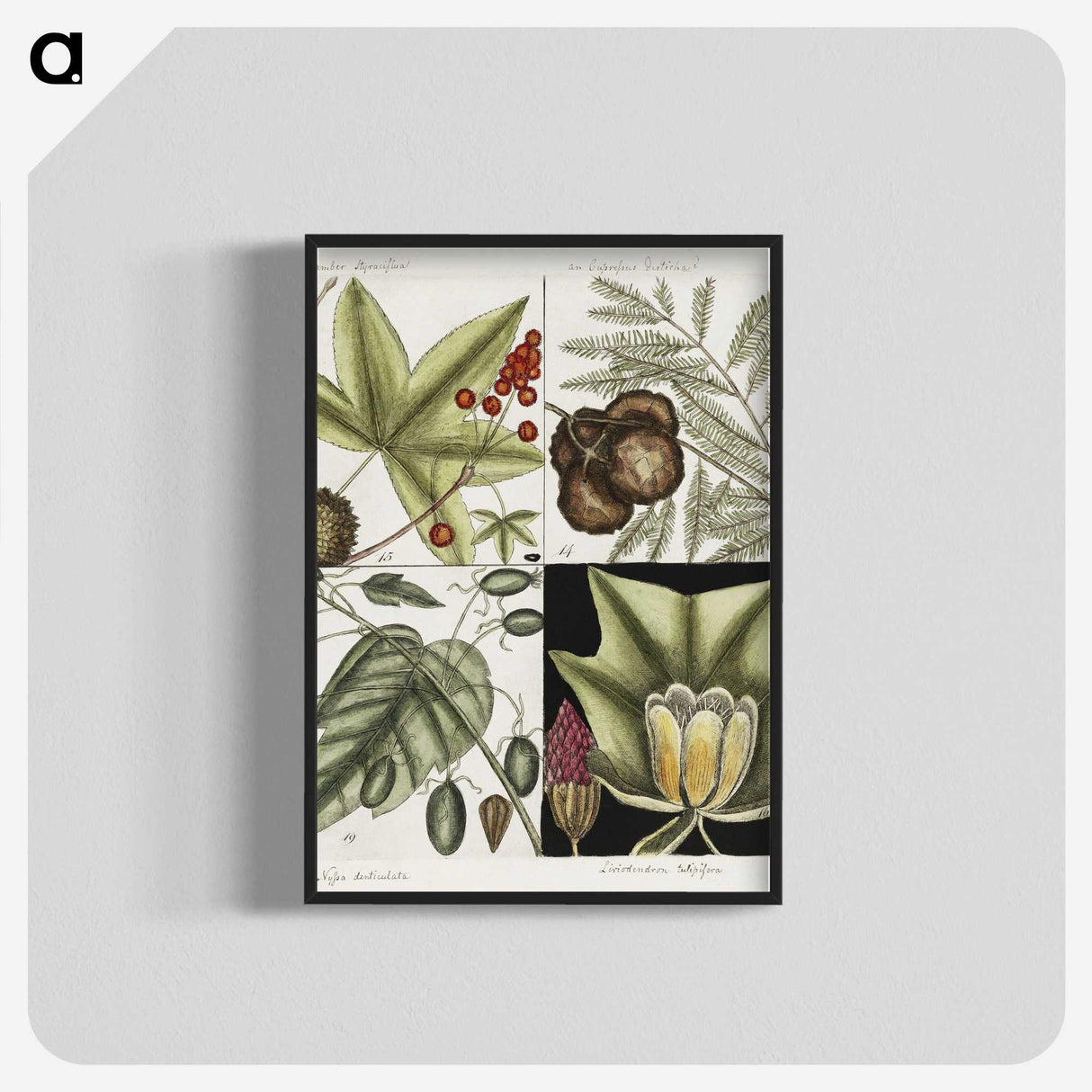 2-60_Mark-Catesby_blk-crop