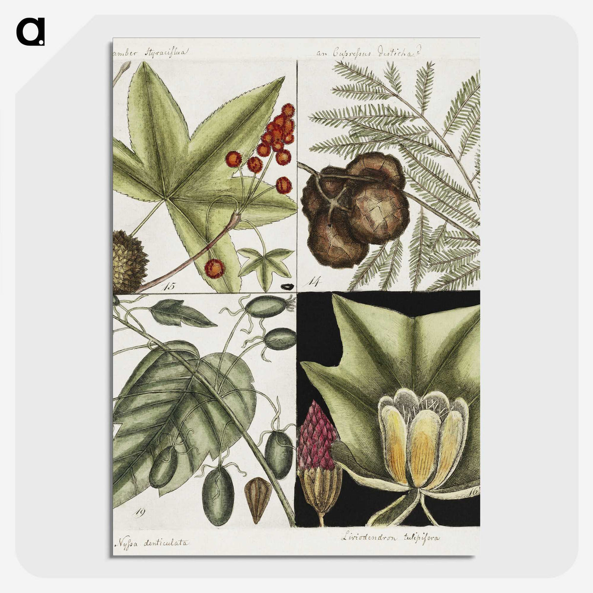 2-60_Mark-Catesby_picture-crop