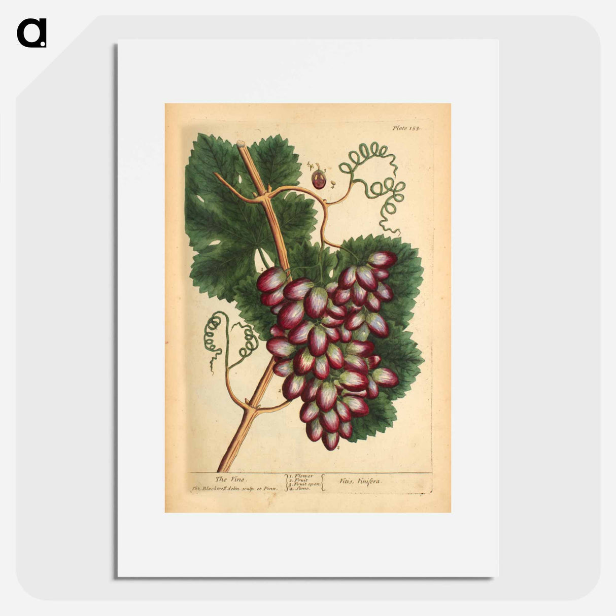 アートポスター-Vitis vinifera
- 国立医学図書館 Poster.