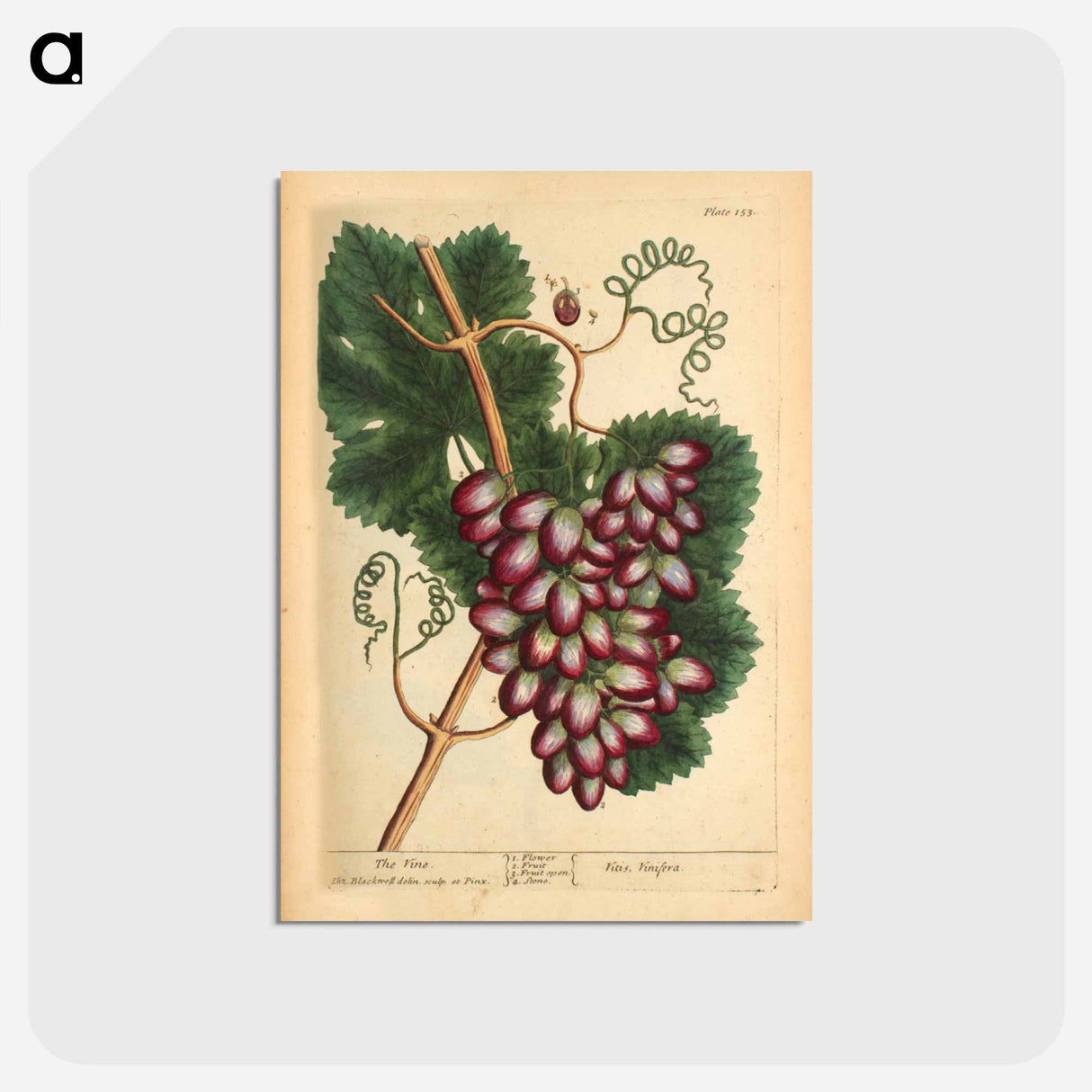 アートポストカード-Vitis vinifera
- 国立医学図書館 Postcard.