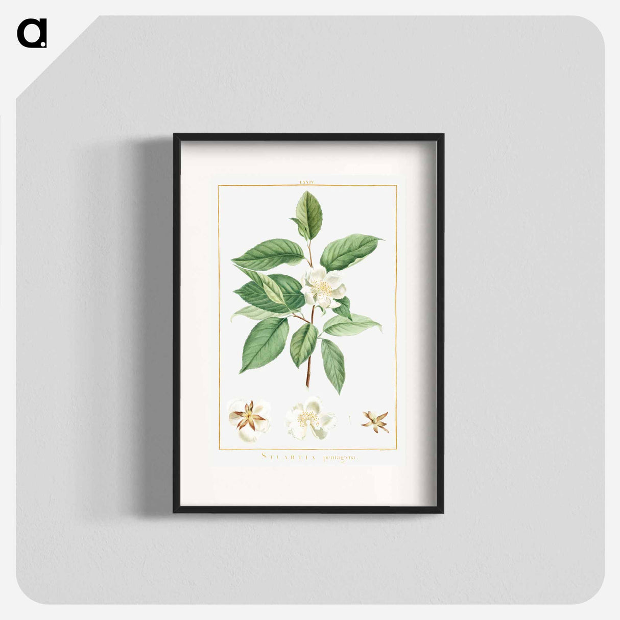 Stuartia Pentagyna - Pierre Joseph Redouté Poster.