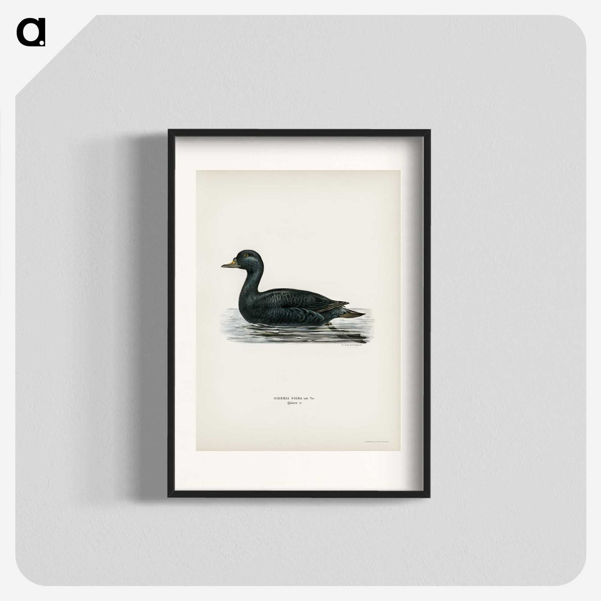 2-60_Svenska-Faglar_blk