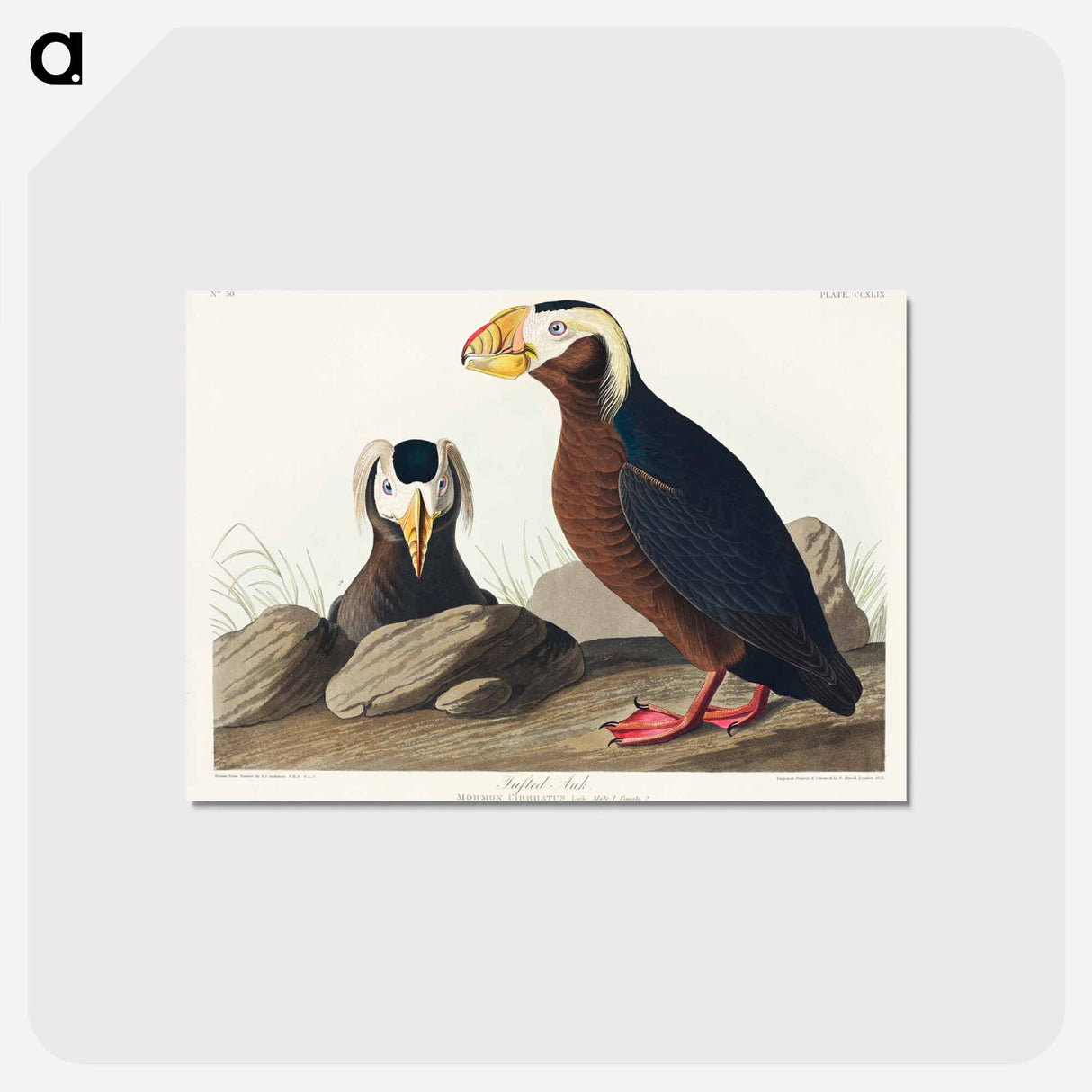 アートポストカード-Tufted Auk from Birds of America
- アメリカの鳥たち Postcard.