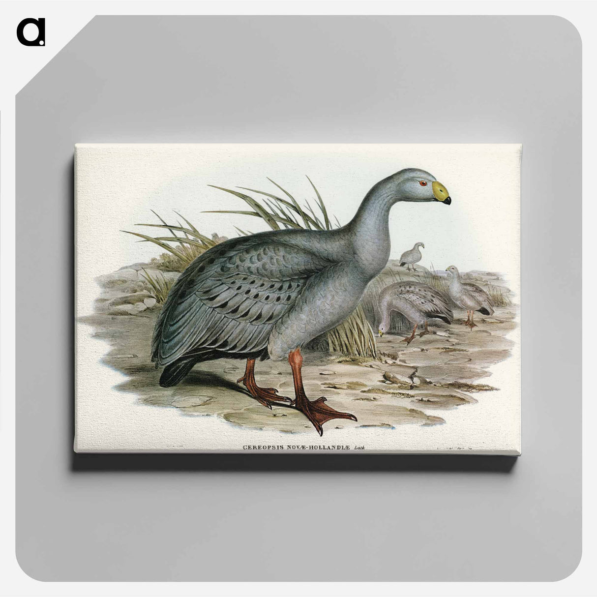 アートパネル-Cereopsis Goose
- オーストラリアの鳥 Canvas.