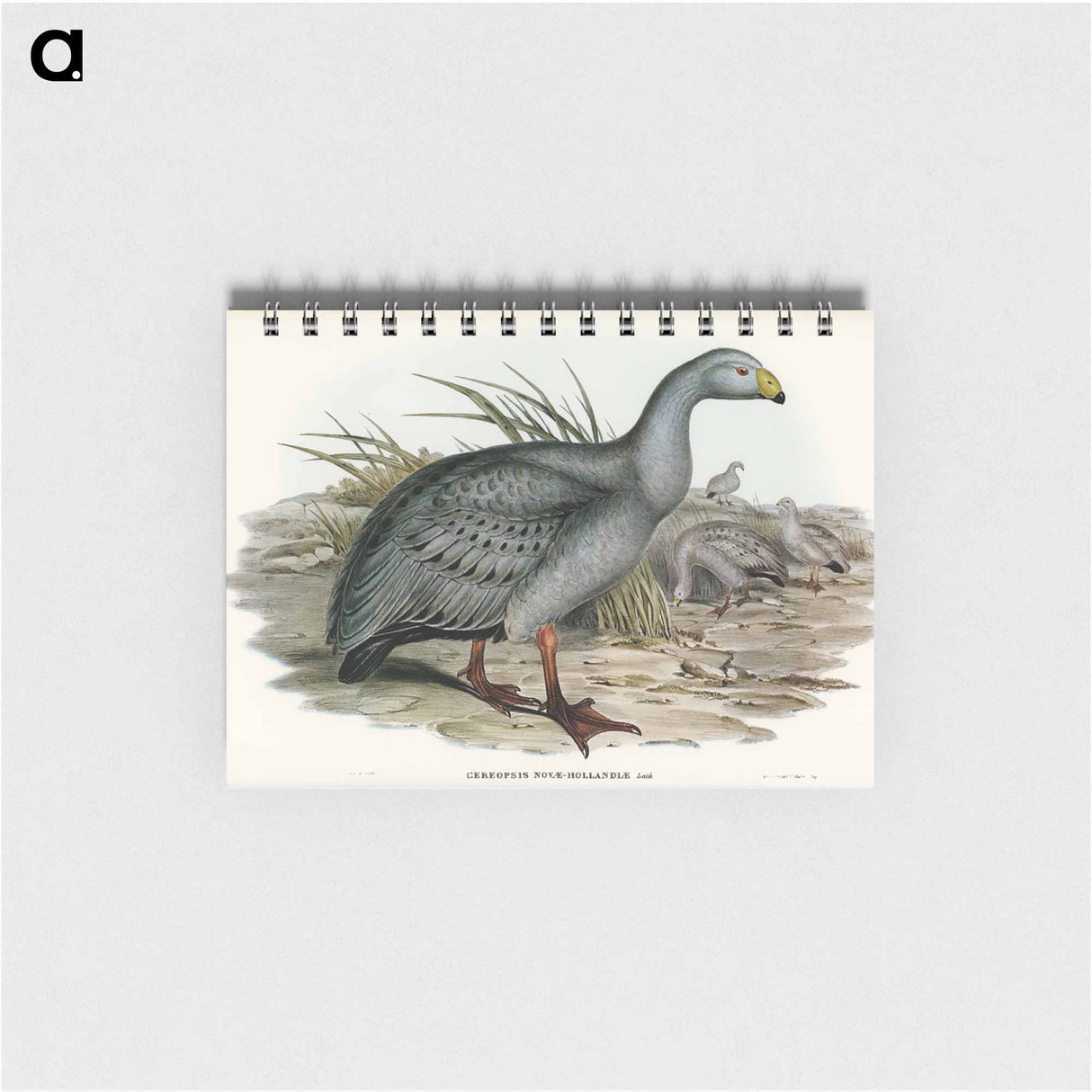 アートメモ帳-Cereopsis Goose
- オーストラリアの鳥 Memo.