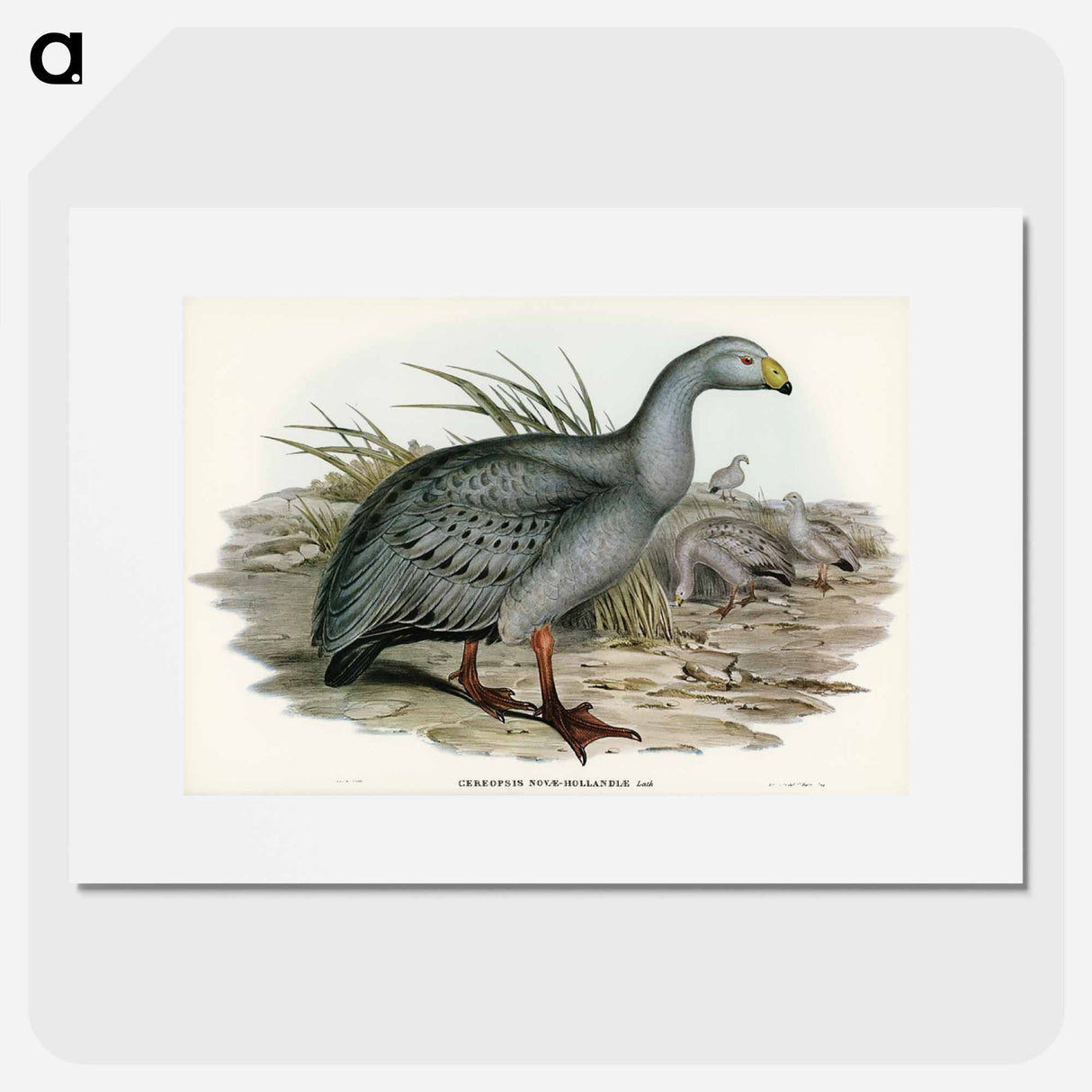 アートポスター-Cereopsis Goose
- オーストラリアの鳥 Poster.
