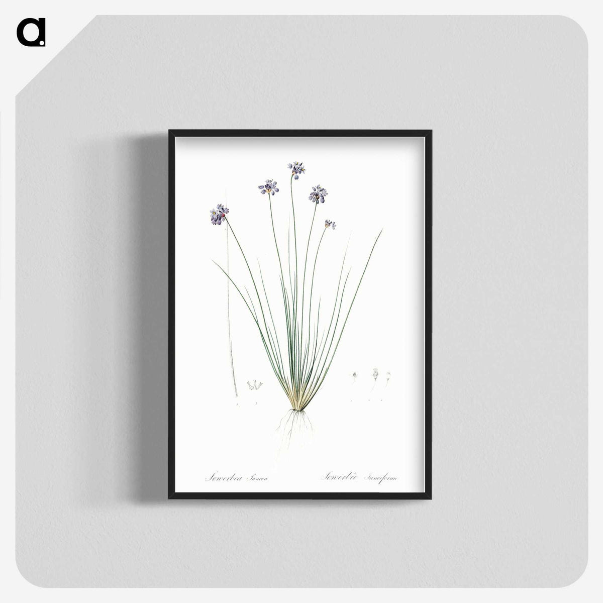 2-60_The-Lilies_blk-crop