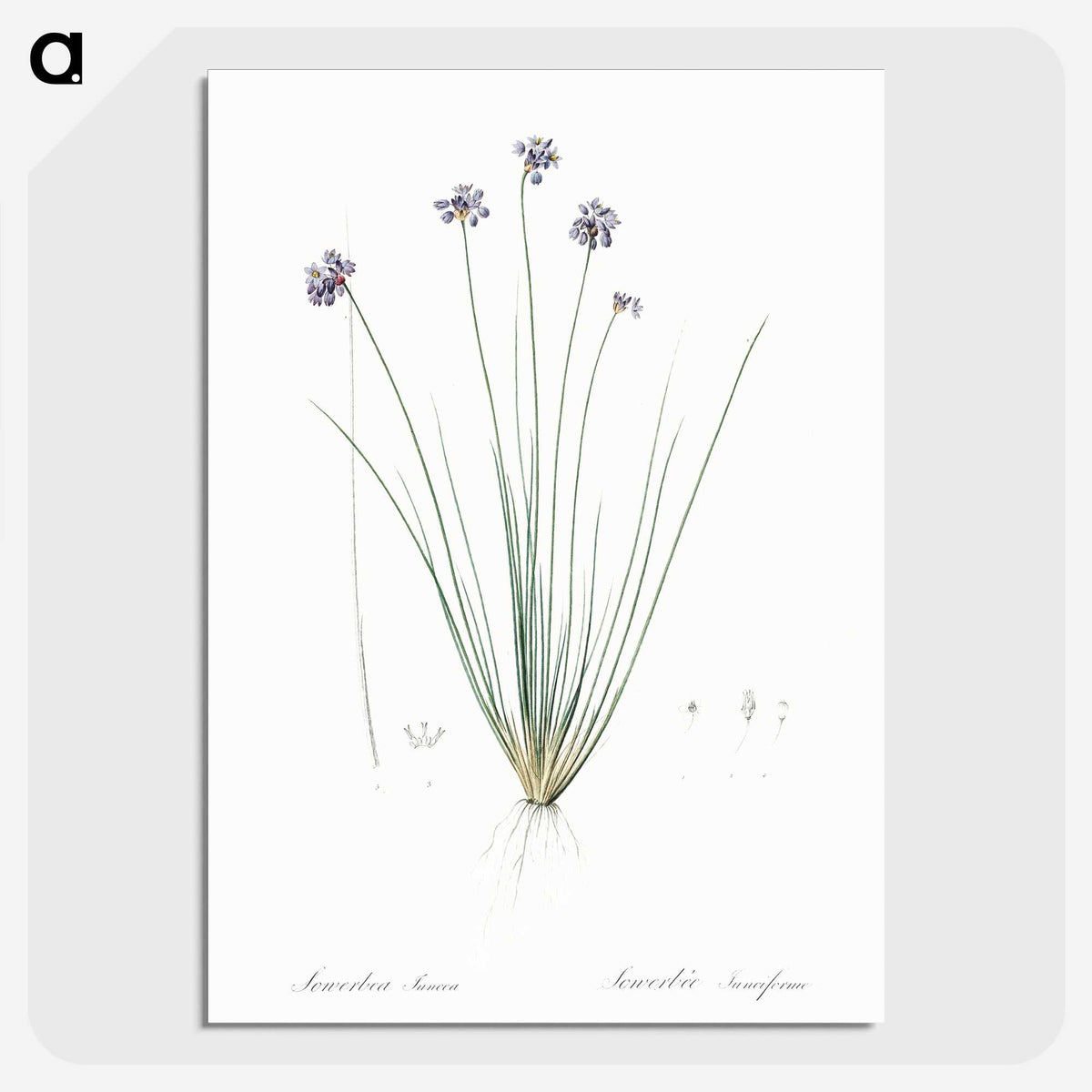 2-60_The-Lilies_picture-crop
