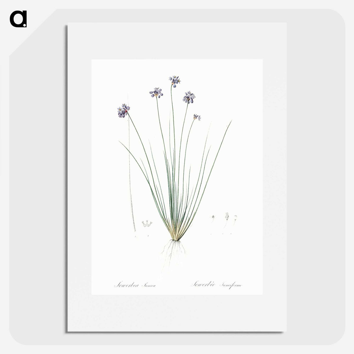 2-60_The-Lilies_picture