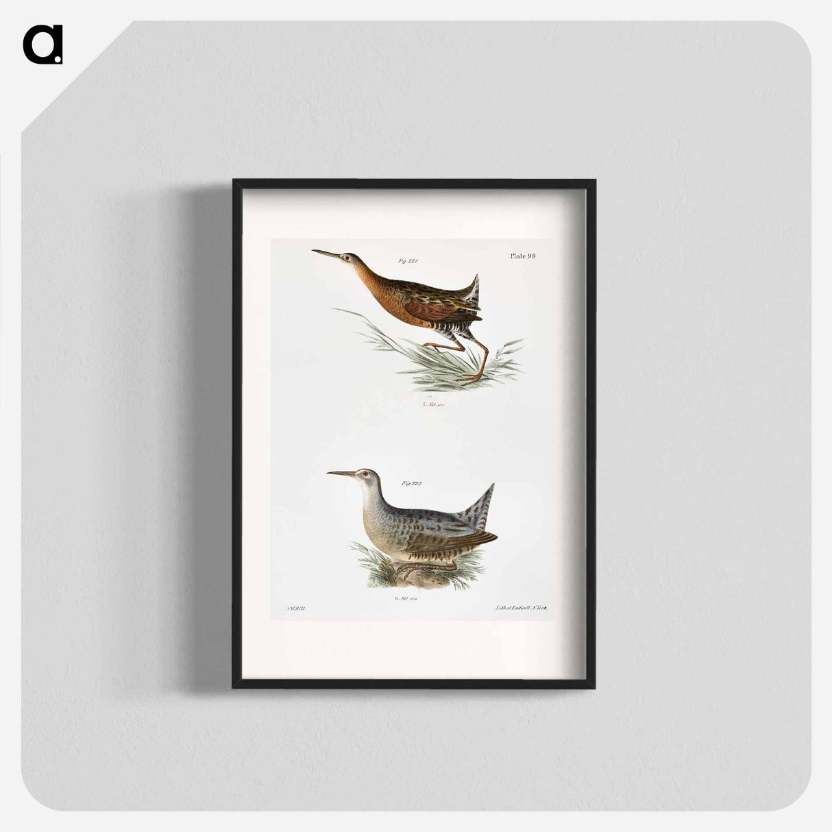 Saltwater Meadow-hen (Rallus elegans) Freshwater Meadow-hen (Rallus crepitans) - New York Zoological Poster.