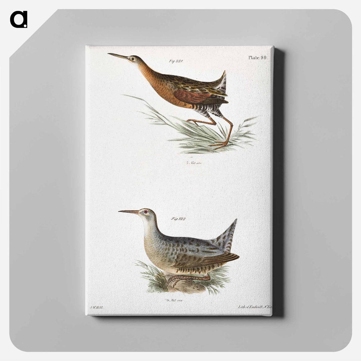 Saltwater Meadow-hen (Rallus elegans) Freshwater Meadow-hen (Rallus crepitans) - New York Zoology Canvas.