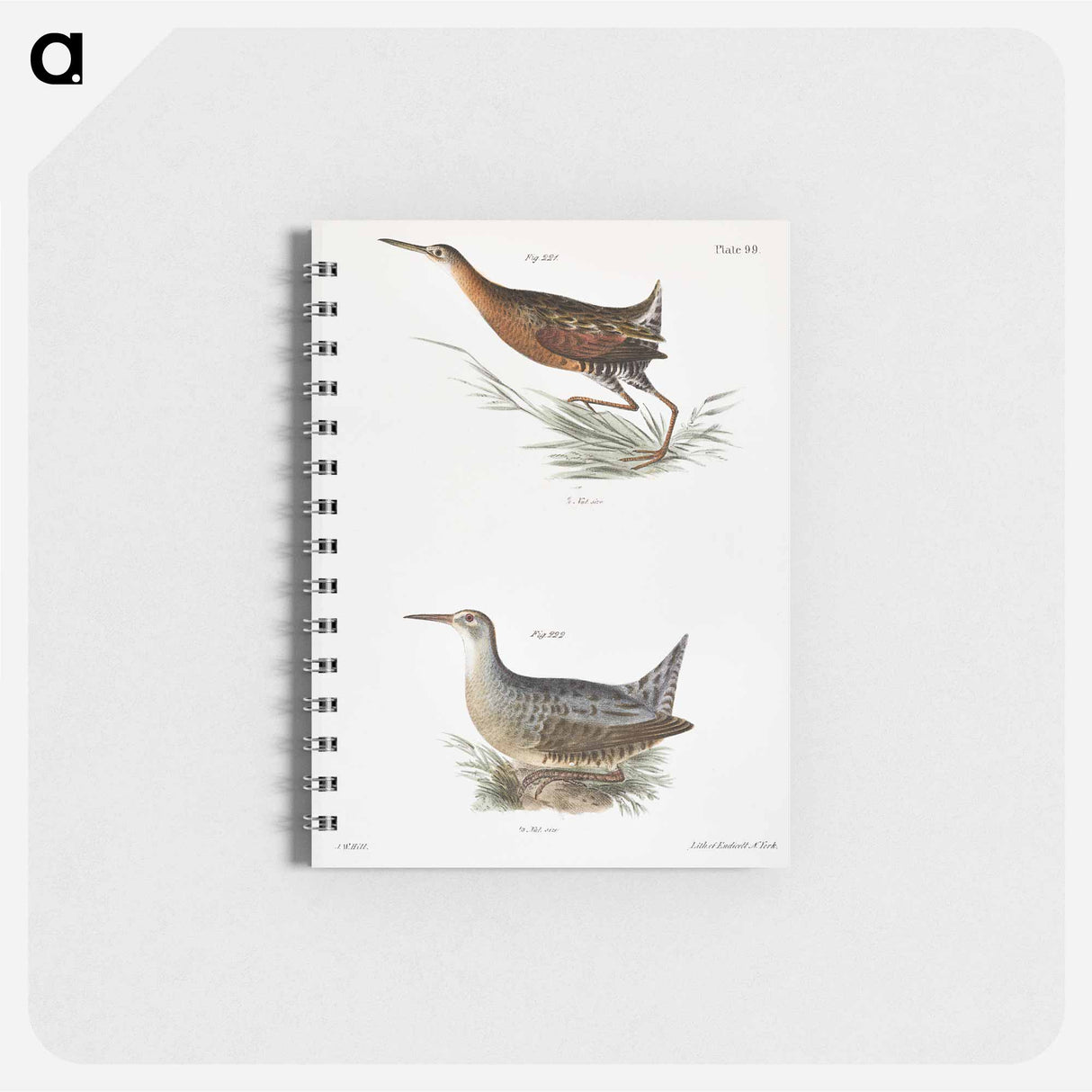 Saltwater Meadow-hen (Rallus elegans) Freshwater Meadow-hen (Rallus crepitans) - ニューヨークの動物学 Memo.