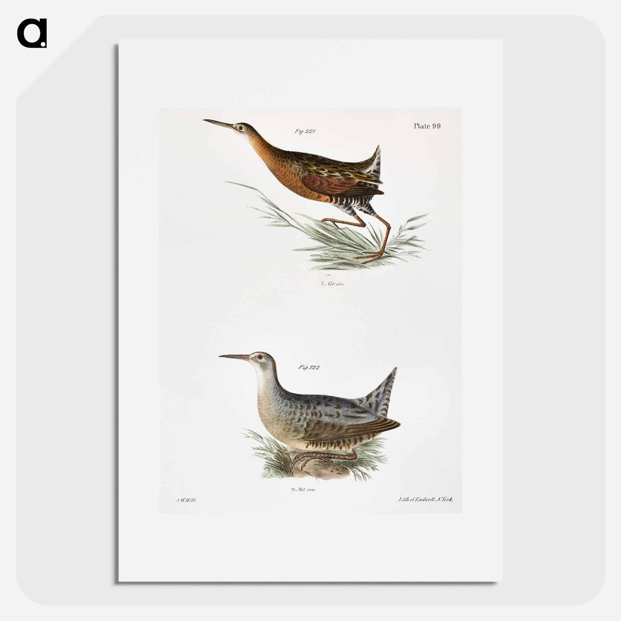 Saltwater Meadow-hen (Rallus elegans) Freshwater Meadow-hen (Rallus crepitans) - New York Zoological Poster.