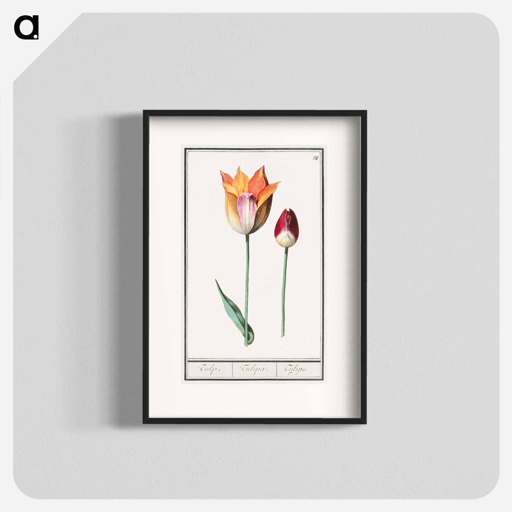 Tulip - アンセルムス ボエティウス デ ブート Poster.