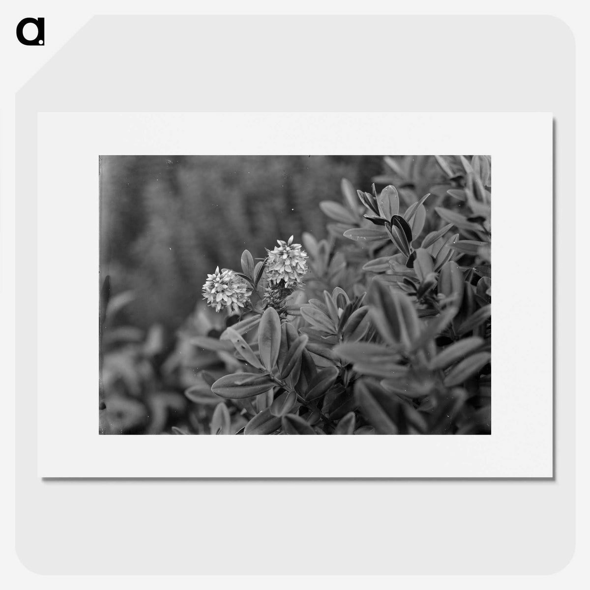 2-61_Frederick-Charles-Brockett_picture