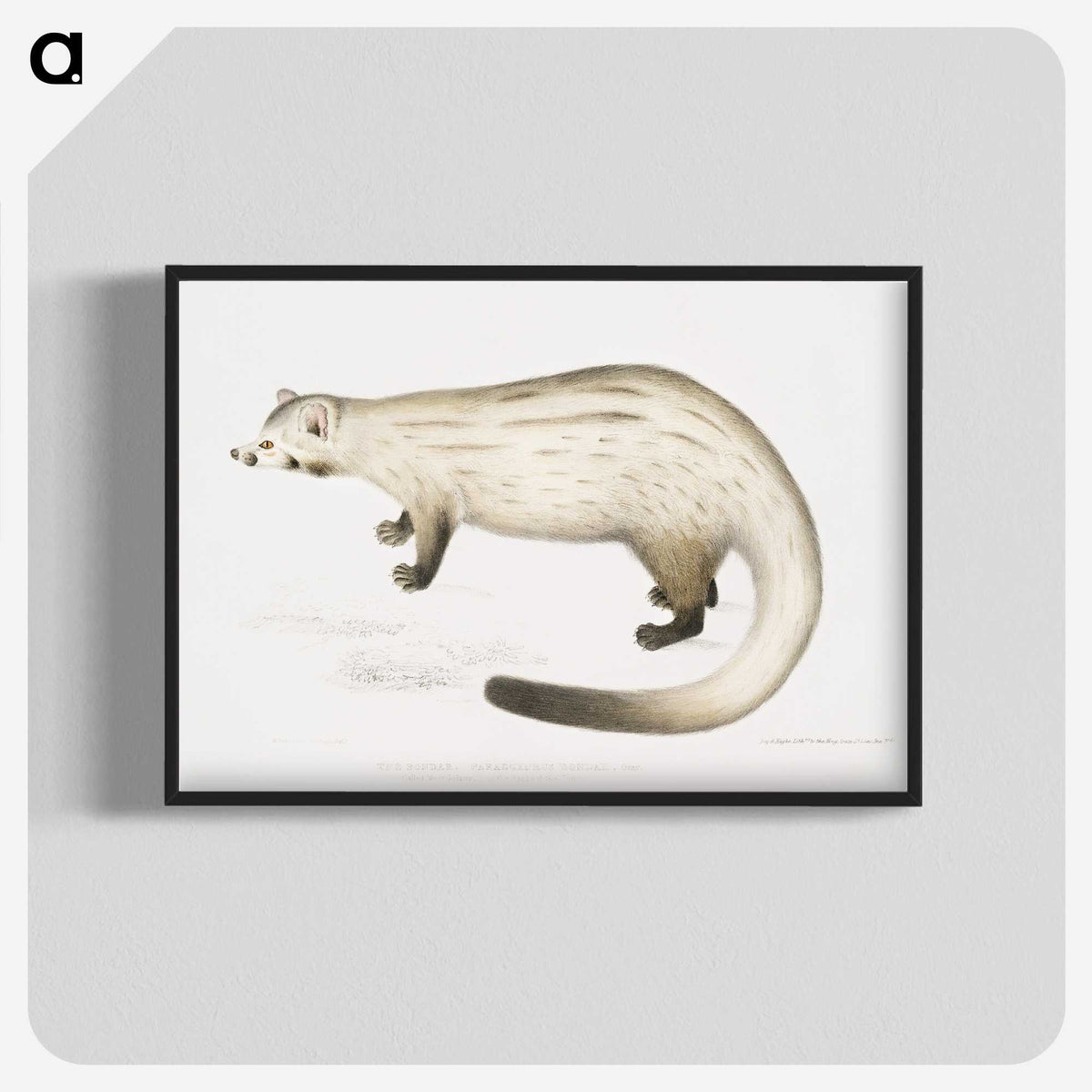 2-61_Indian-Zoology_blk-crop
