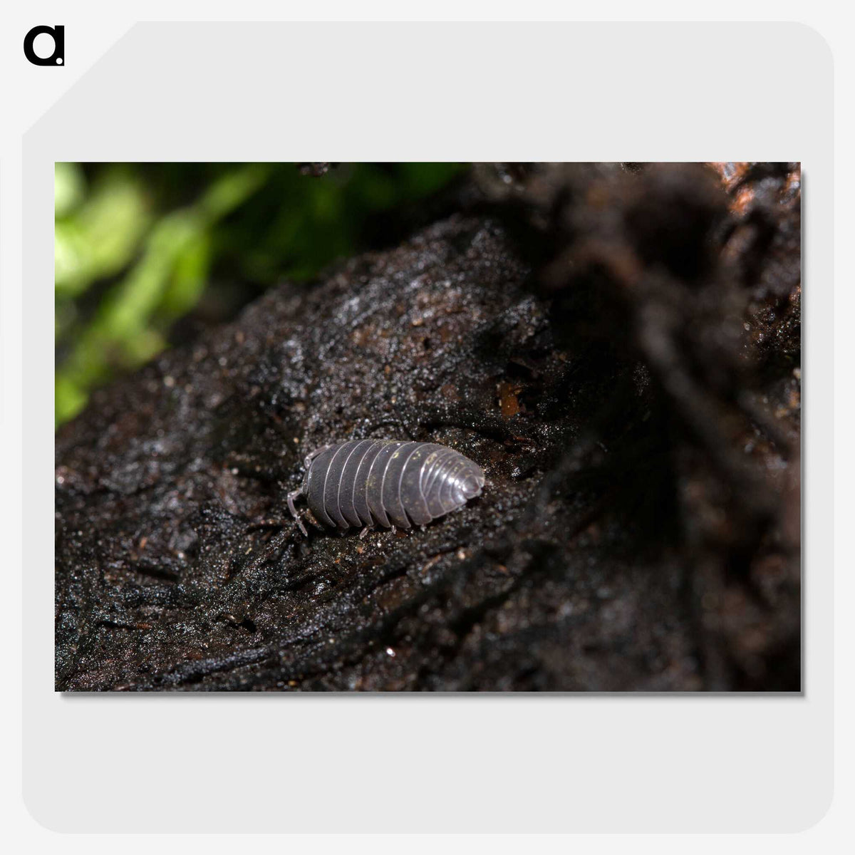 2-61_Insects-Unlocked-Project_picture-crop