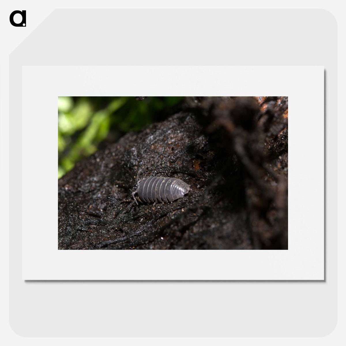 2-61_Insects-Unlocked-Project_picture