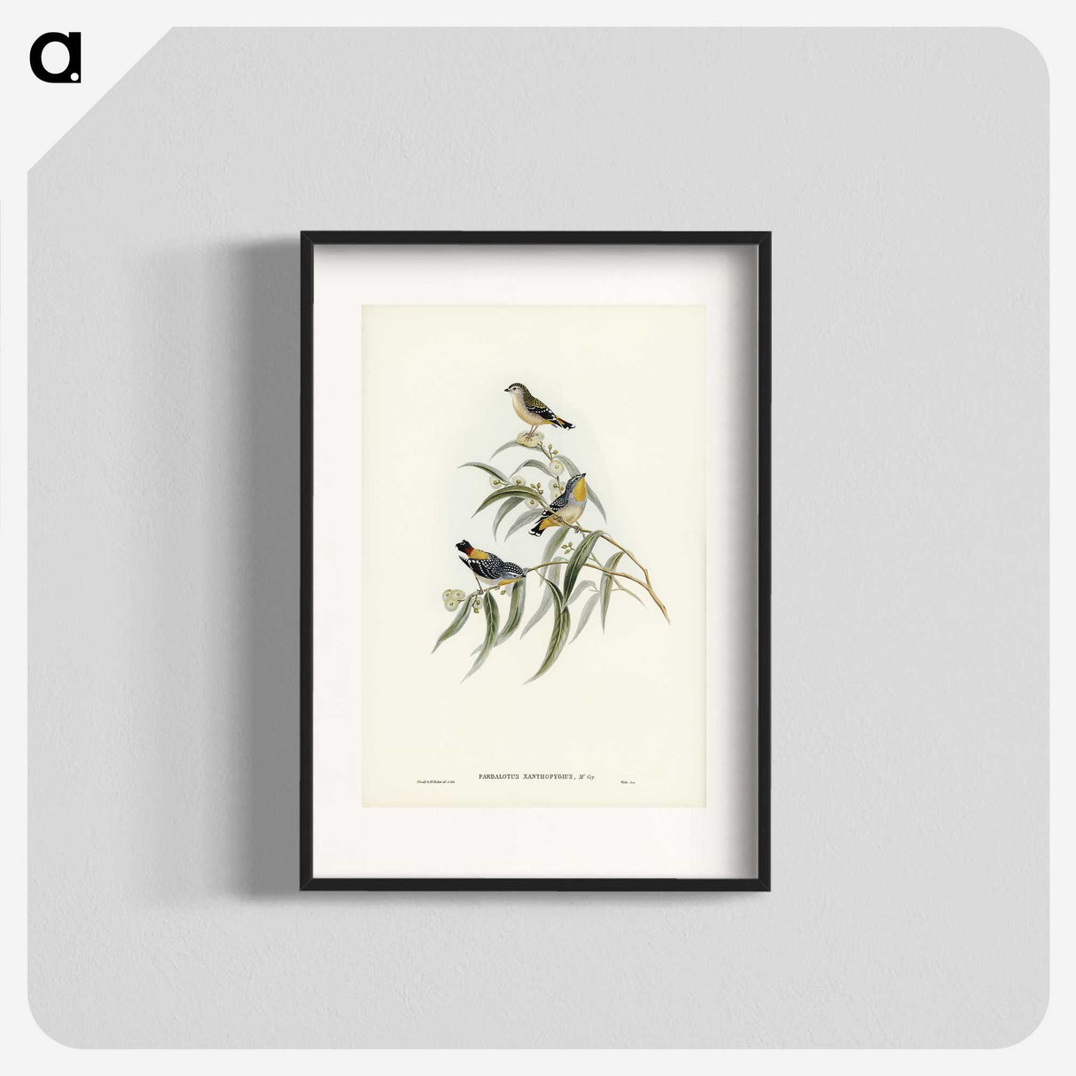 2-61_John-Gould_blk