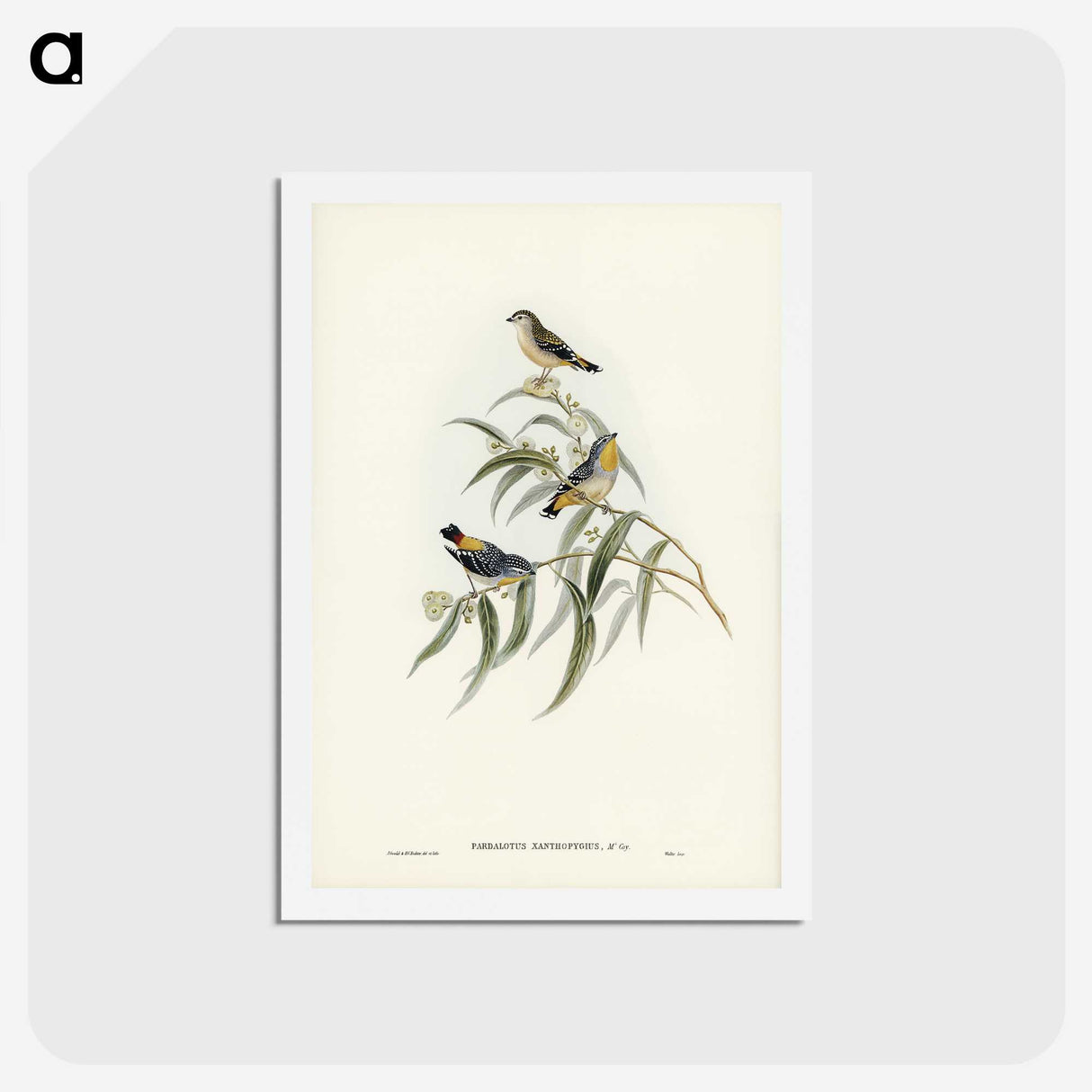 2-61_John-Gould_hagaki