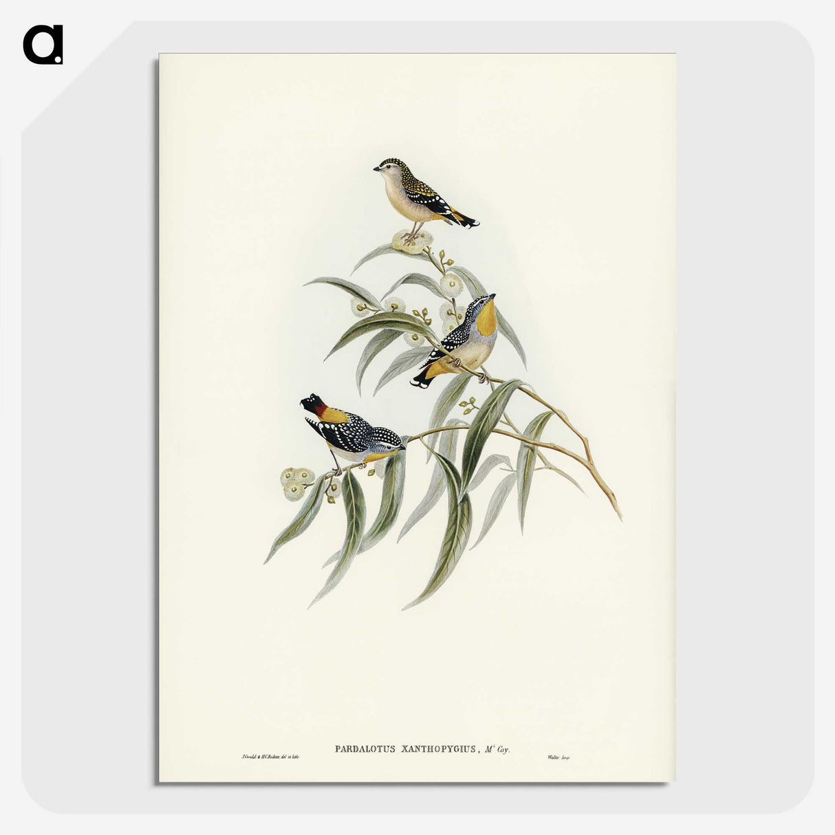 2-61_John-Gould_picture-crop