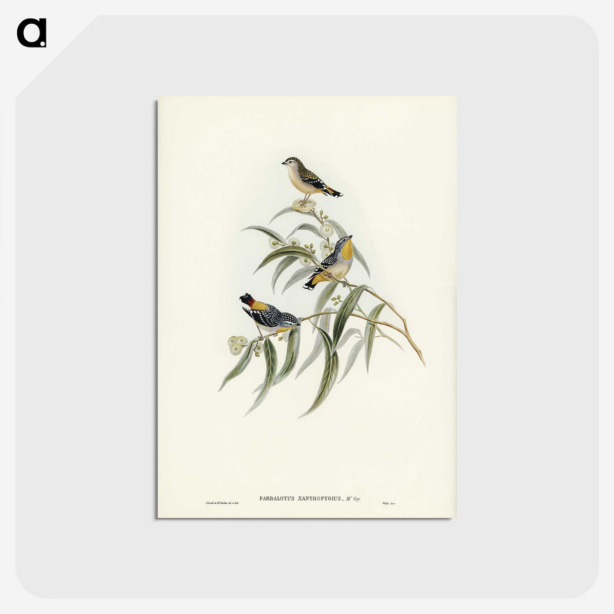 2-61_John-Gould_postcard