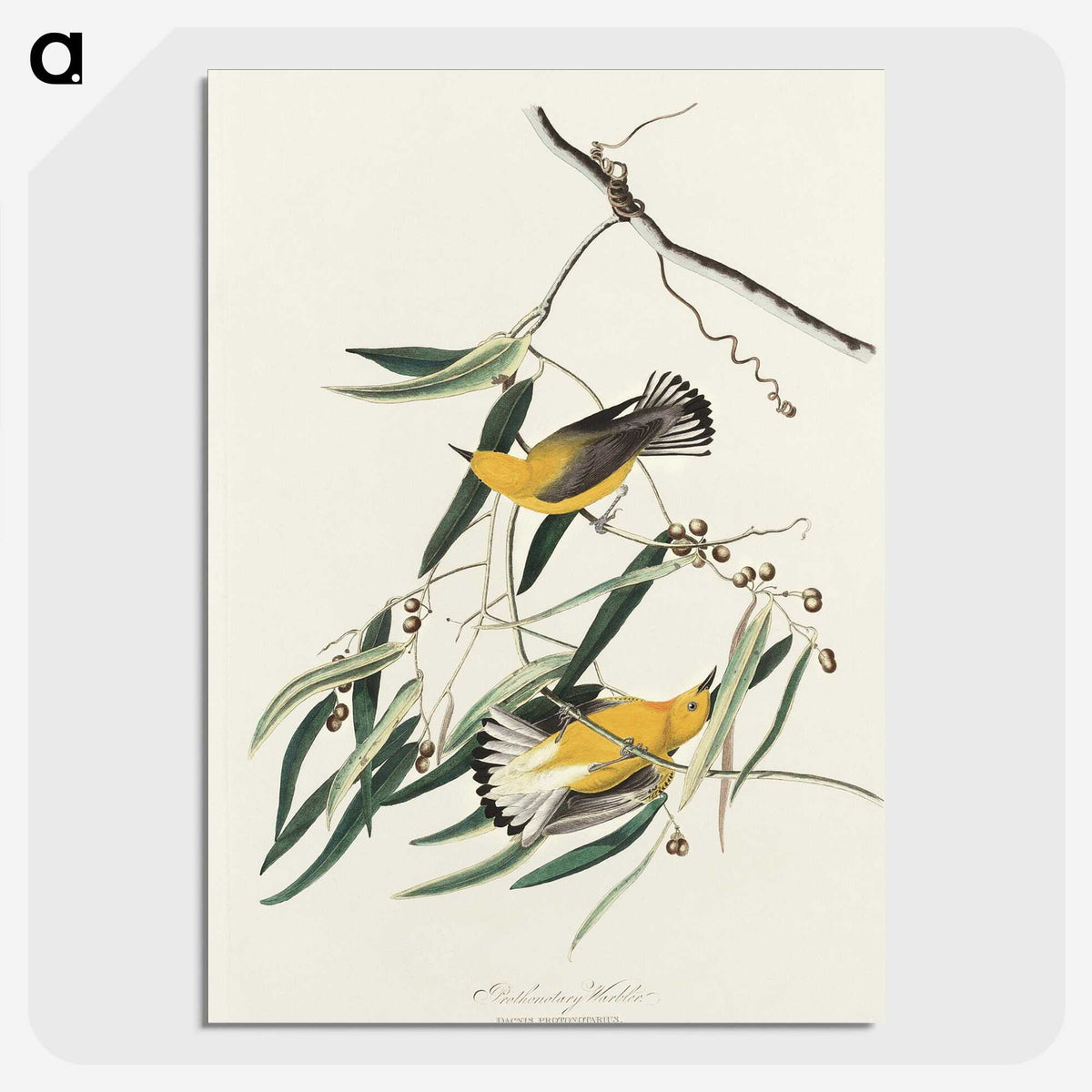 2-61_John-James-Audubon_picture-crop