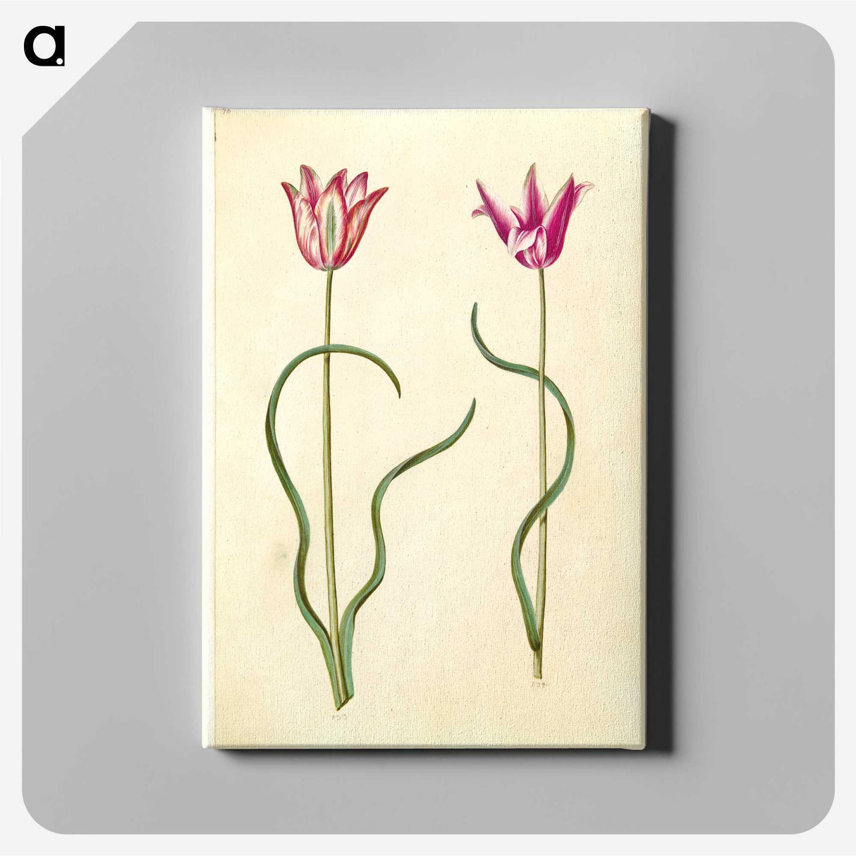 2-61_Maria-Sibylla-Merian_canvas