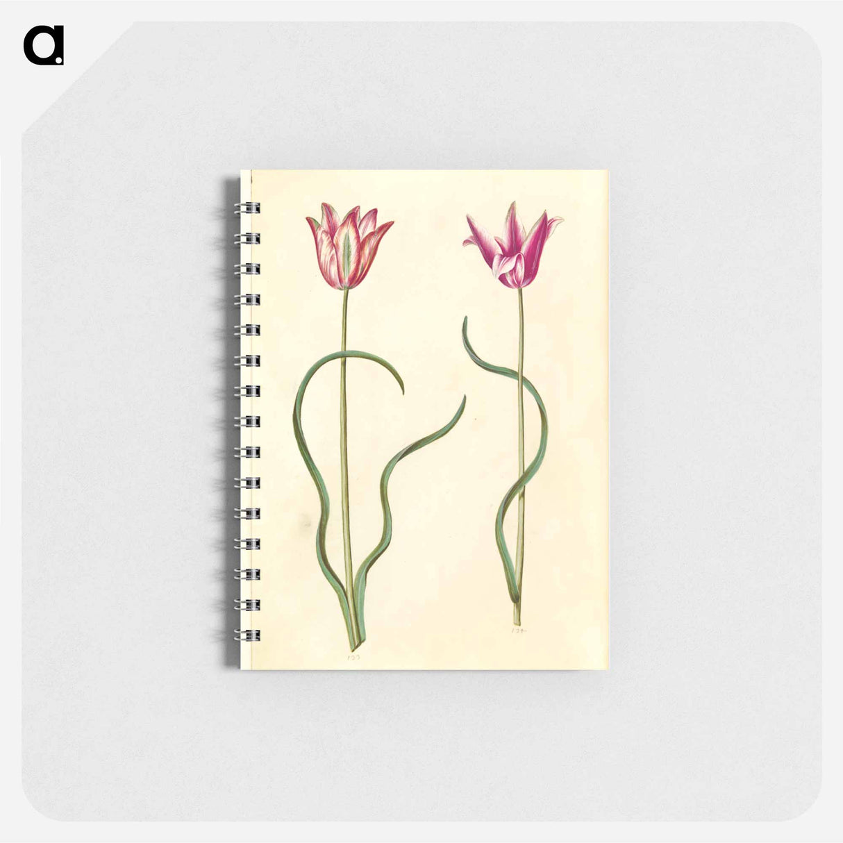 アートメモ帳-Tulipa clusiana
- マリア ジビーラ メーリアン Memo.