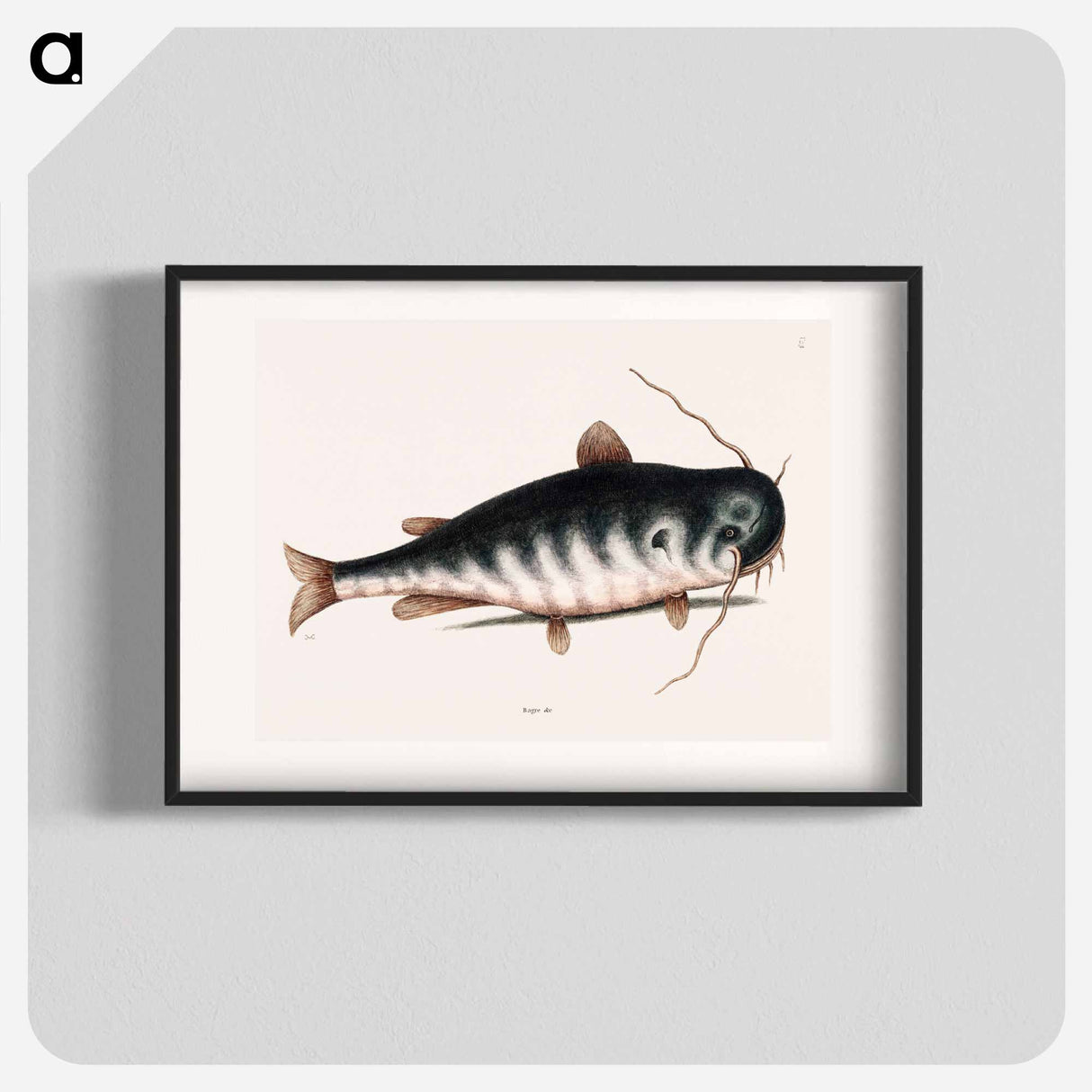 アートポスター-Cat Fish
- マーク ケイツビー Poster.