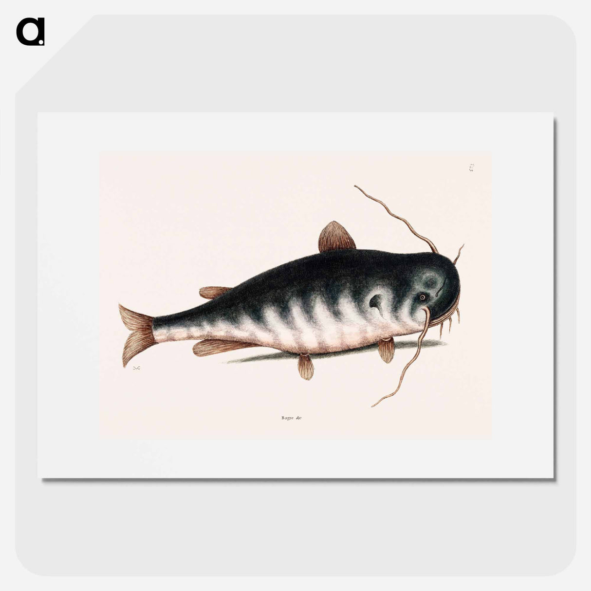 アートポスター-Cat Fish
- マーク ケイツビー Poster.