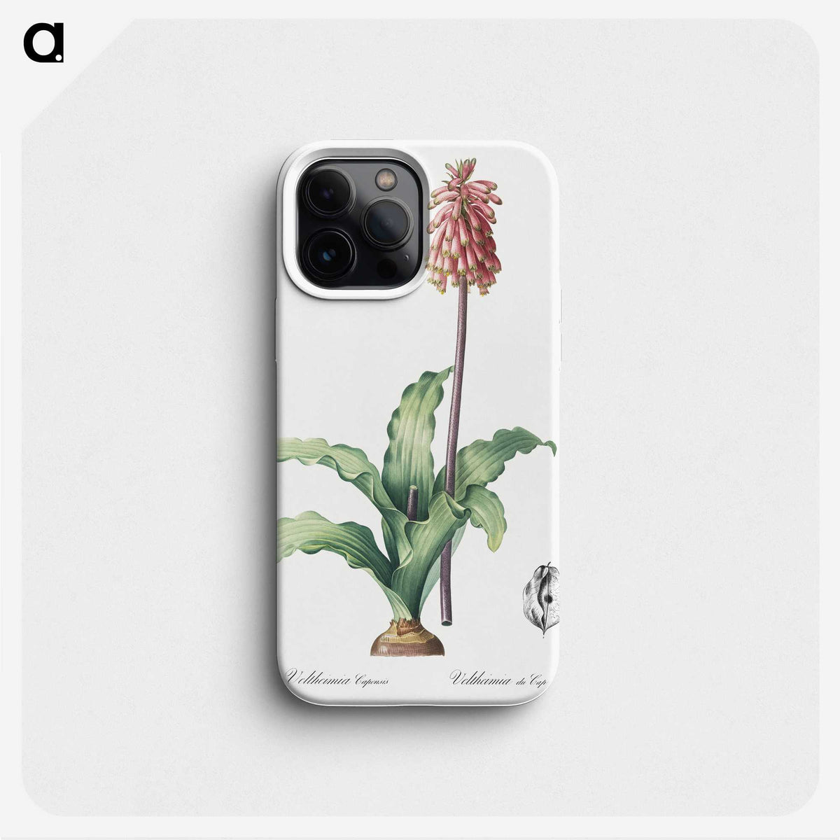 2-61_The-Lilies_phone