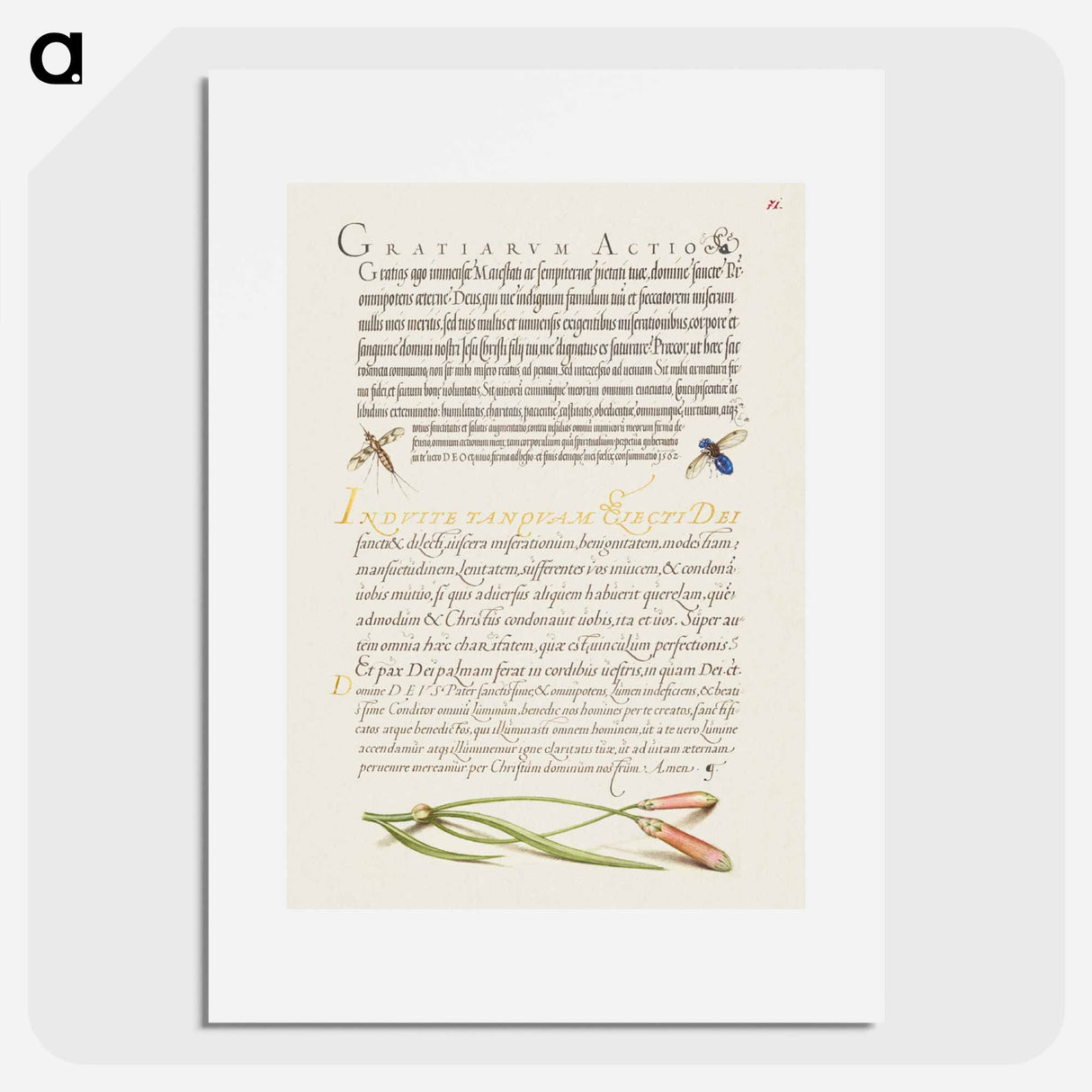 アートポスター-Insects and Carnation from Mira Calligraphiae Monumenta
- 書道のお手本 Poster.