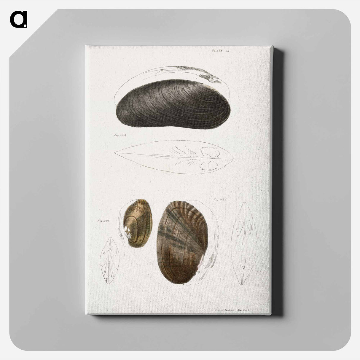 Alasmodon arcuata - New York Zoology Canvas.