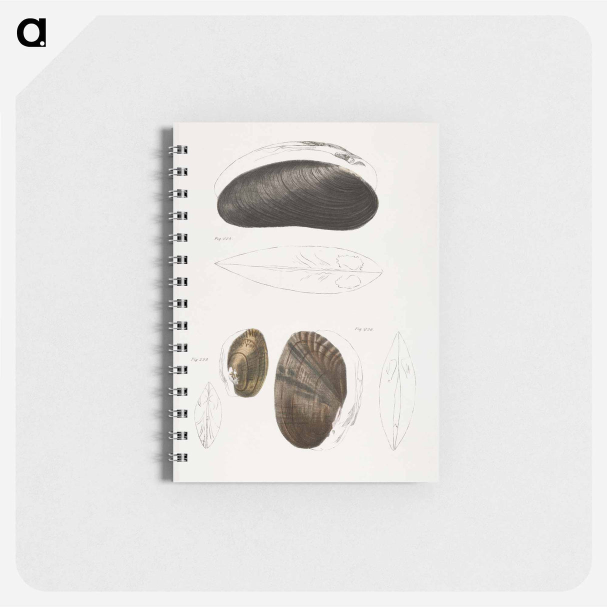 Alasmodon arcuata - ニューヨークの動物学 Memo.