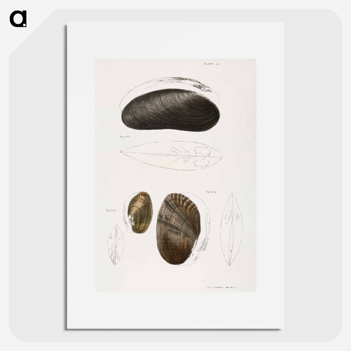 Alasmodon arcuata - New York Zoological Poster.