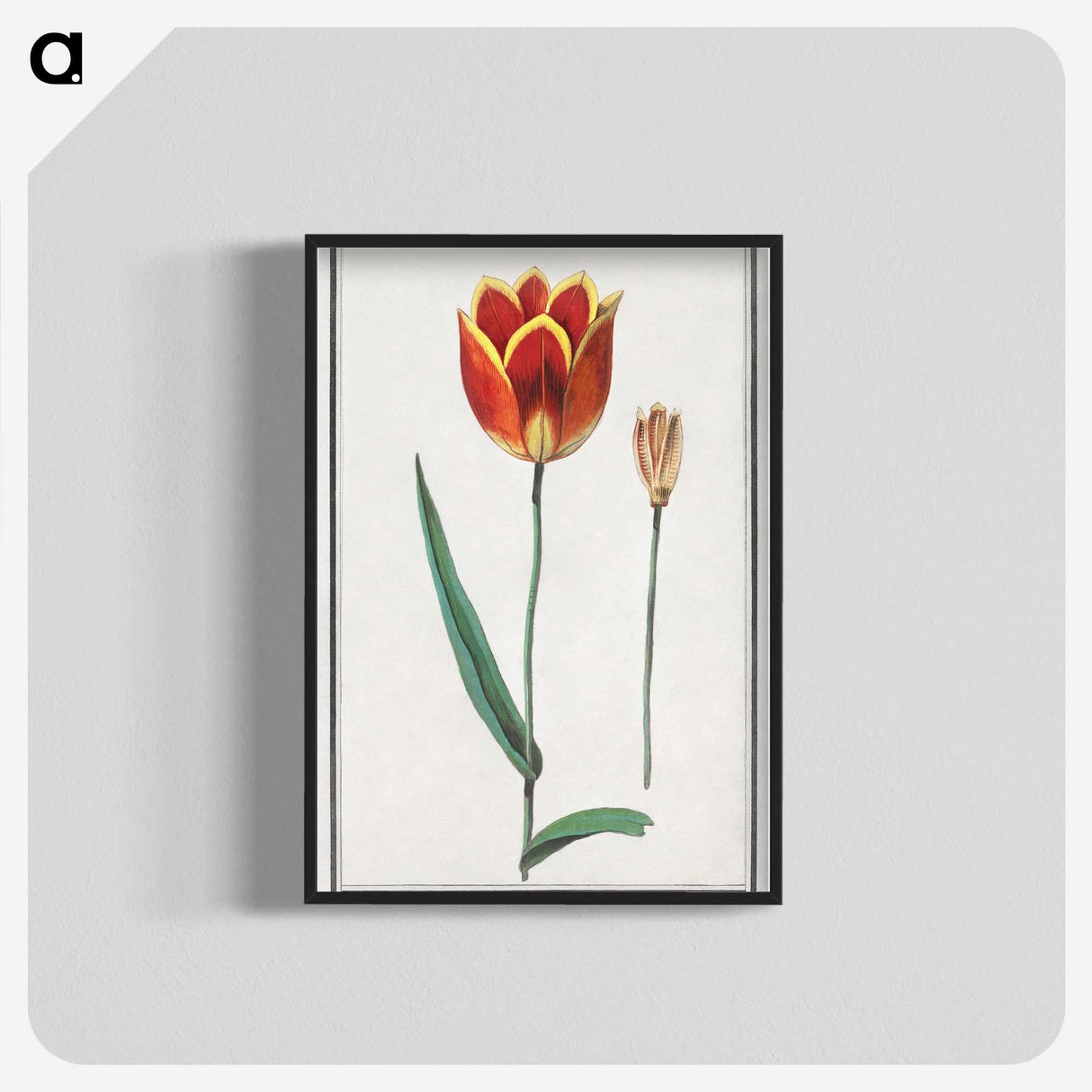 2-62_Anselmus-Boetius-de-Boodt_blk-crop