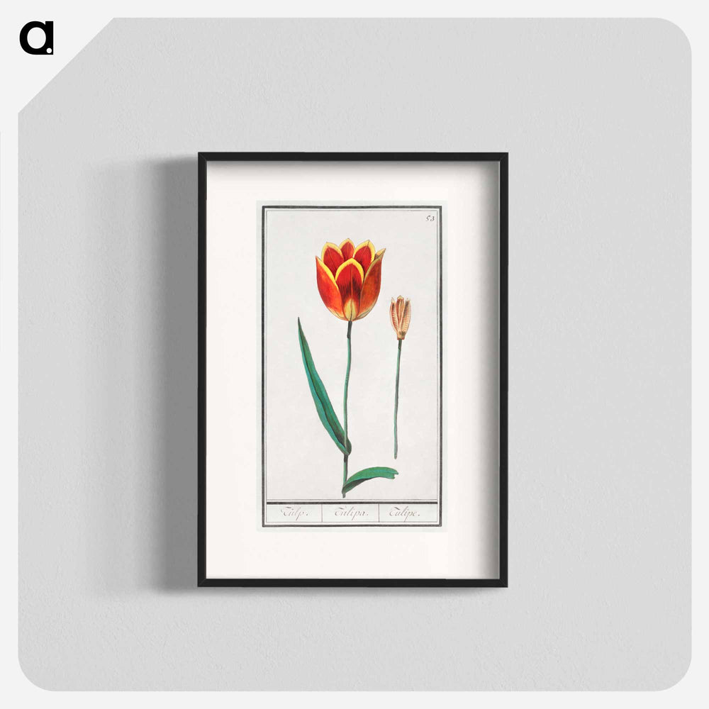 Tulip - アンセルムス ボエティウス デ ブート Poster.