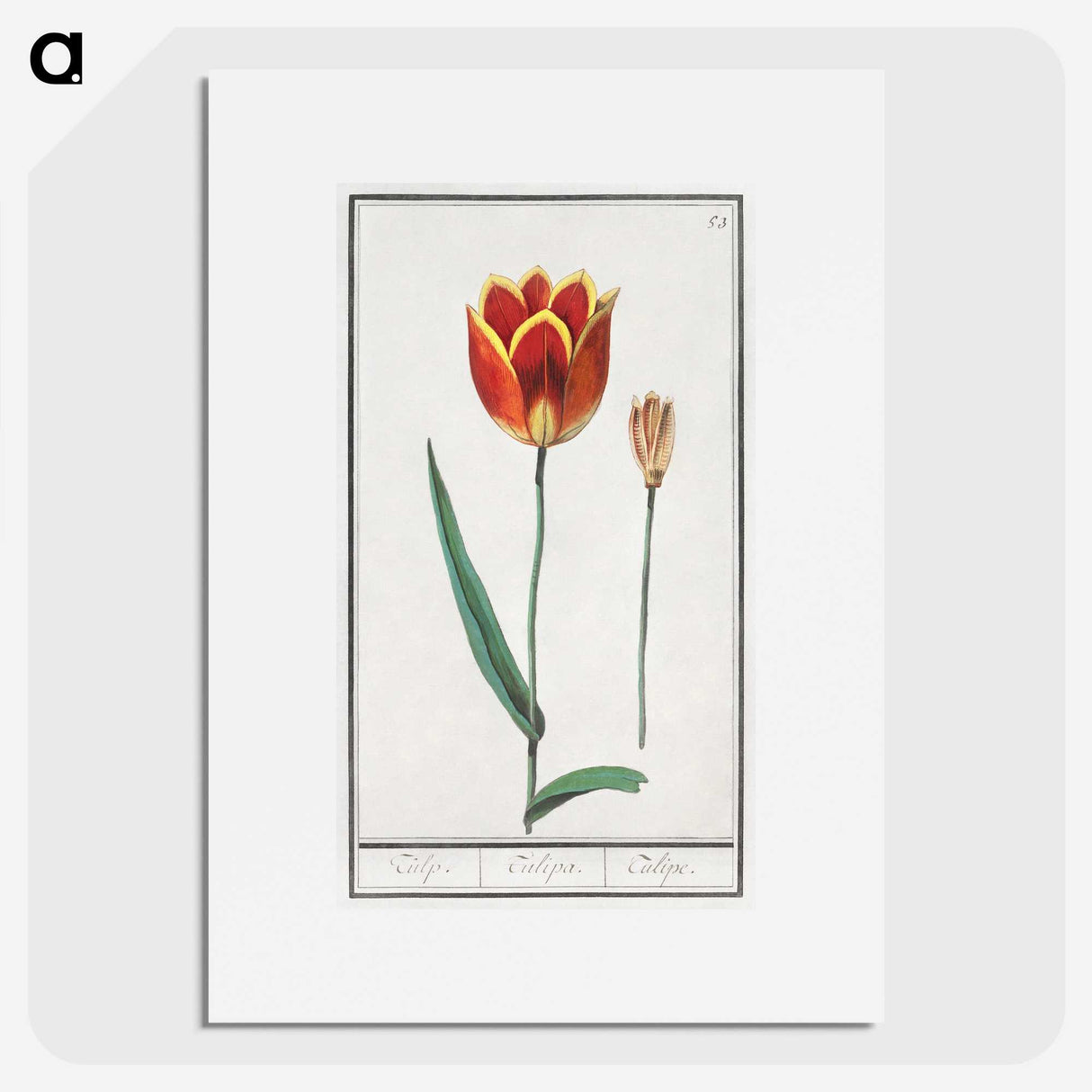 2-62_Anselmus-Boetius-de-Boodt_picture