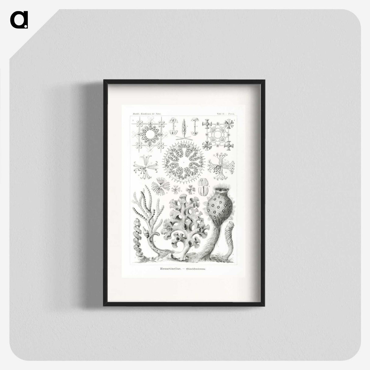 2-62_Ernst-Haeckel_blk