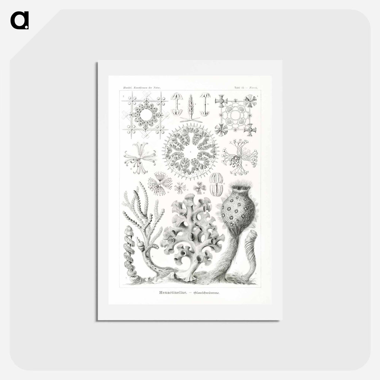 アートポストカード-Hexactinellae–Glasschwämme - エルンスト ヘッケル Postcard.
