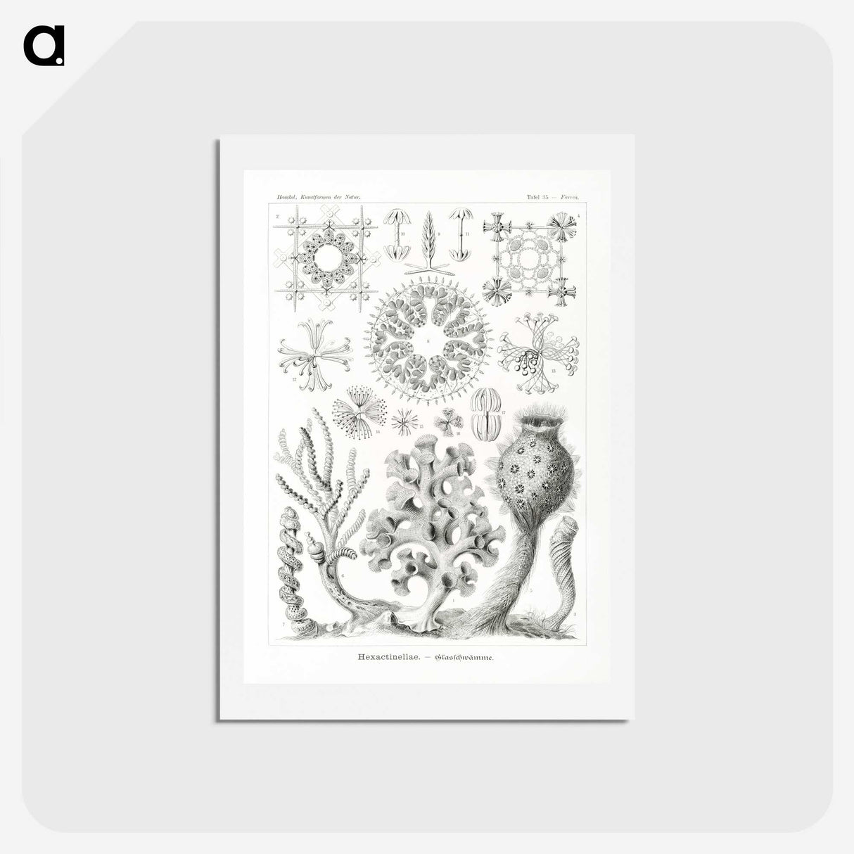 2-62_Ernst-Haeckel_hagaki
