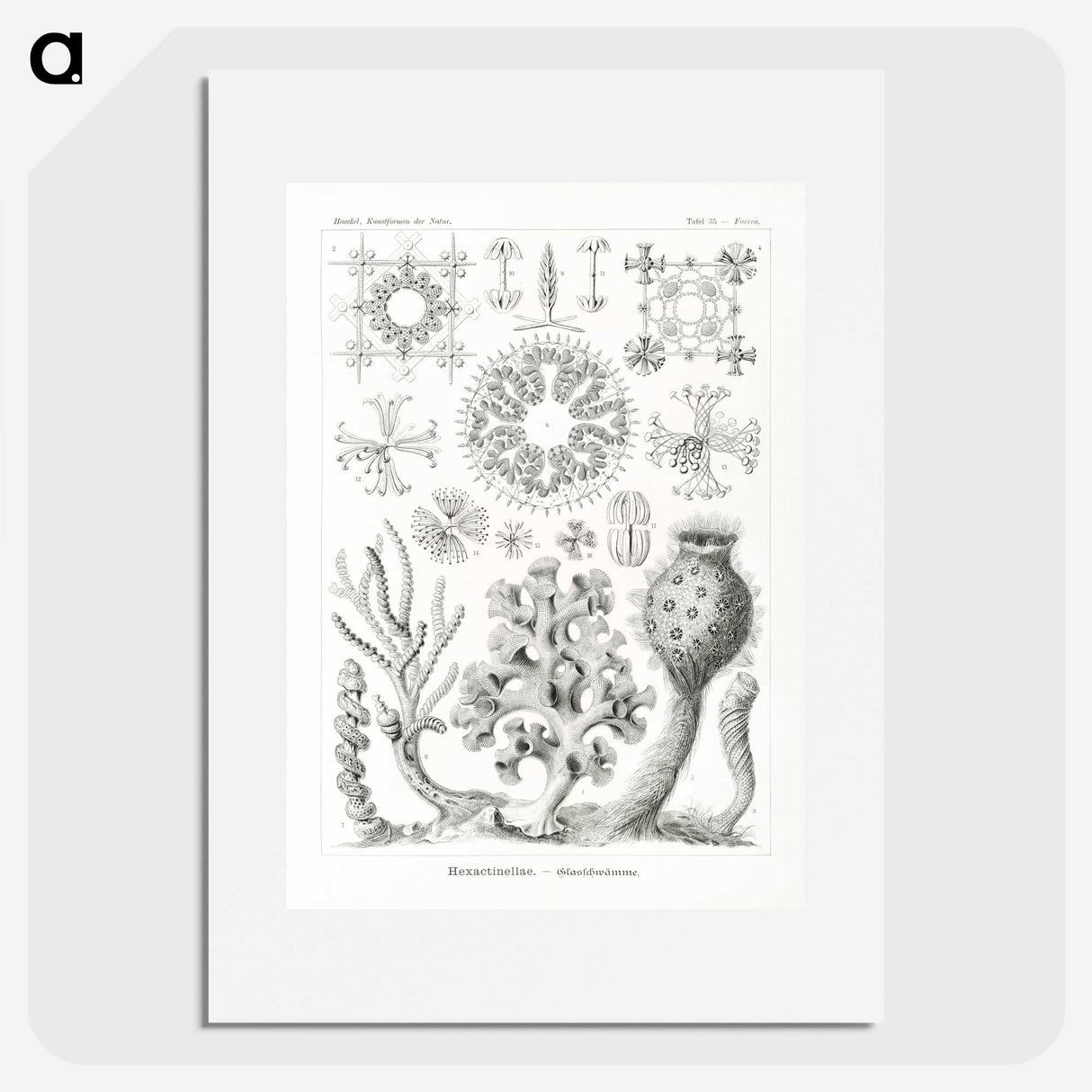 2-62_Ernst-Haeckel_picture