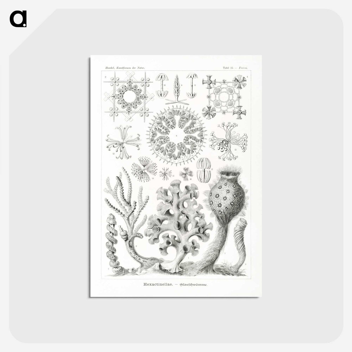 2-62_Ernst-Haeckel_postcard