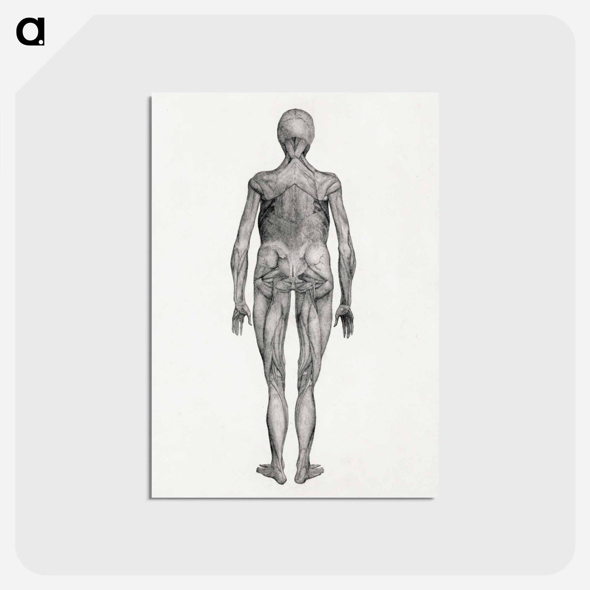 アートポストカード-Human Figure, Posterior View
- ジョージ スタッブス Postcard.