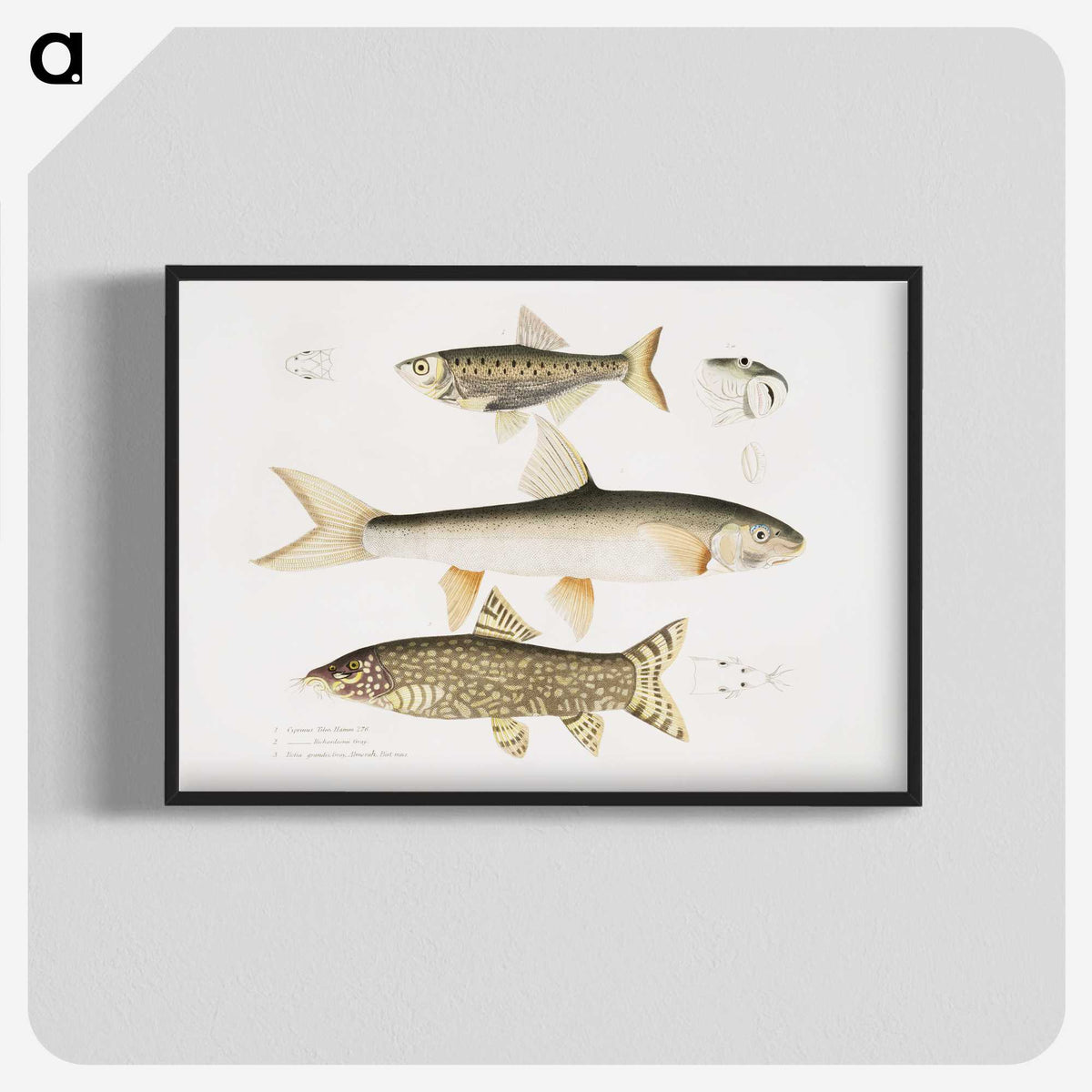 2-62_Indian-Zoology_blk-crop