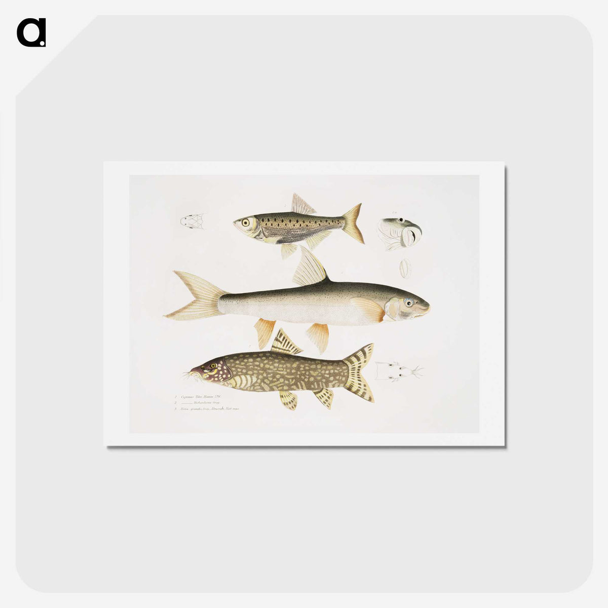 2-62_Indian-Zoology_hagaki