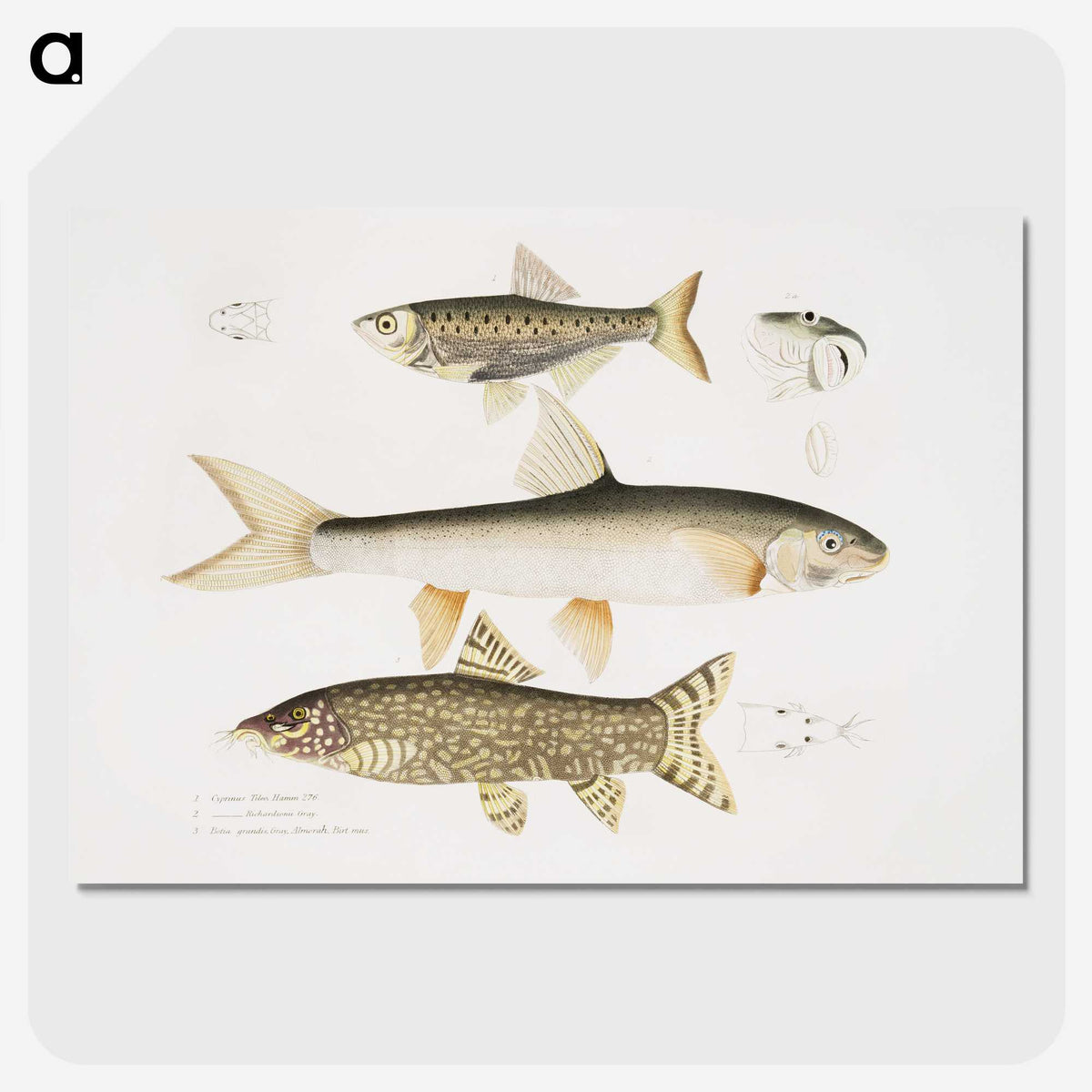 2-62_Indian-Zoology_picture-crop
